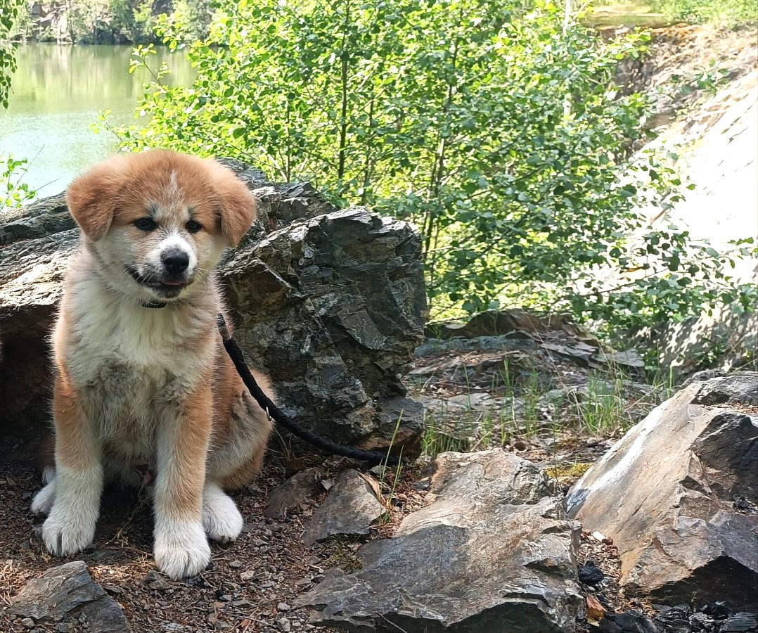 Akita inu c PP - 2