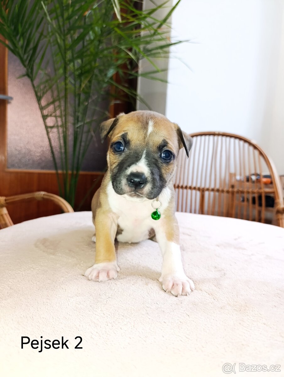 🐾 Americký stafordšírský teriér - 2