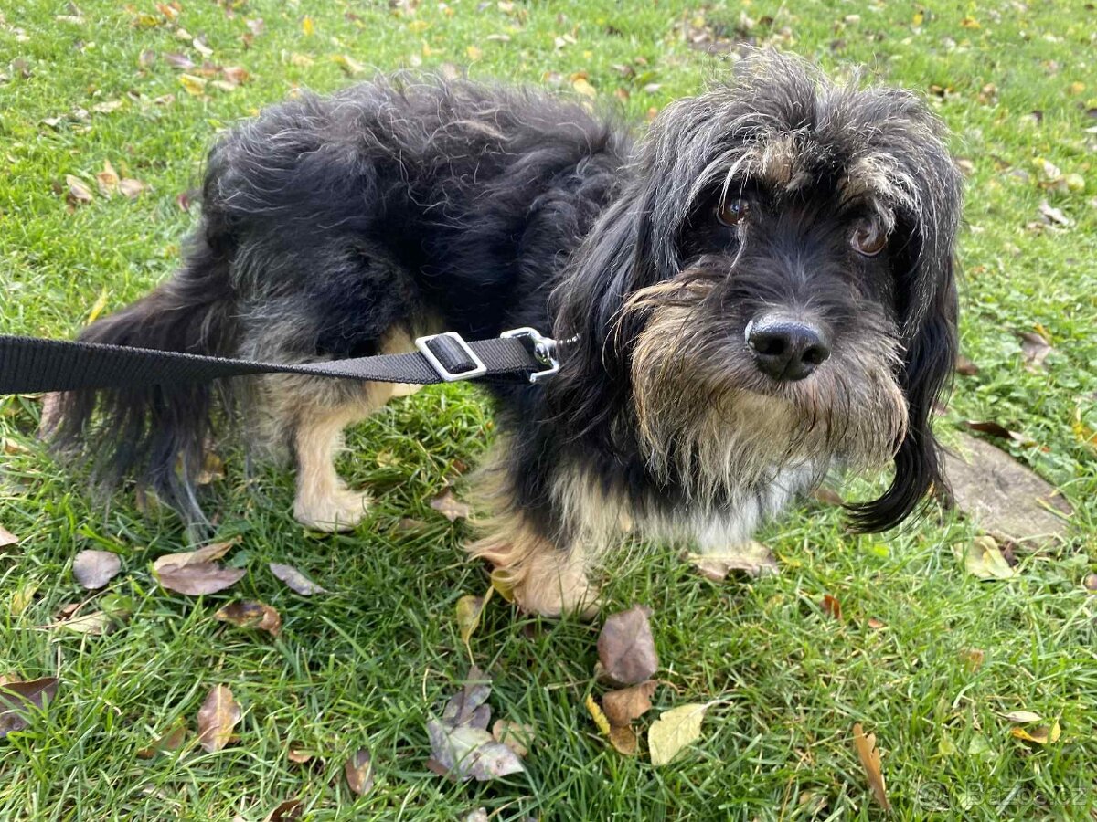 Pejsek Janíček - 2