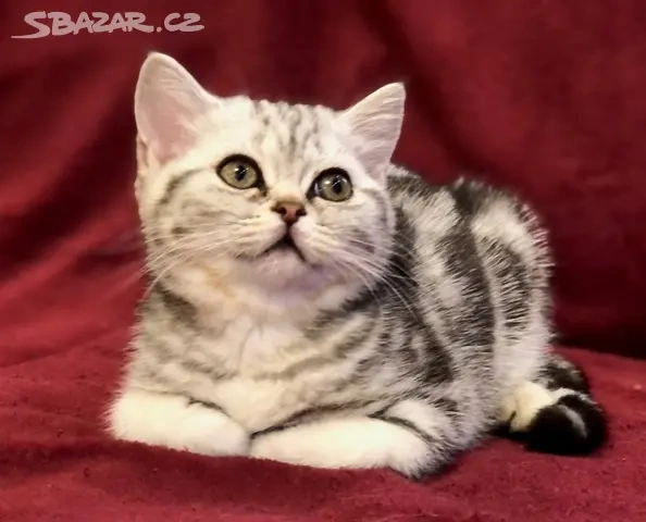 Britská koťátka s PP, FIFE - 2