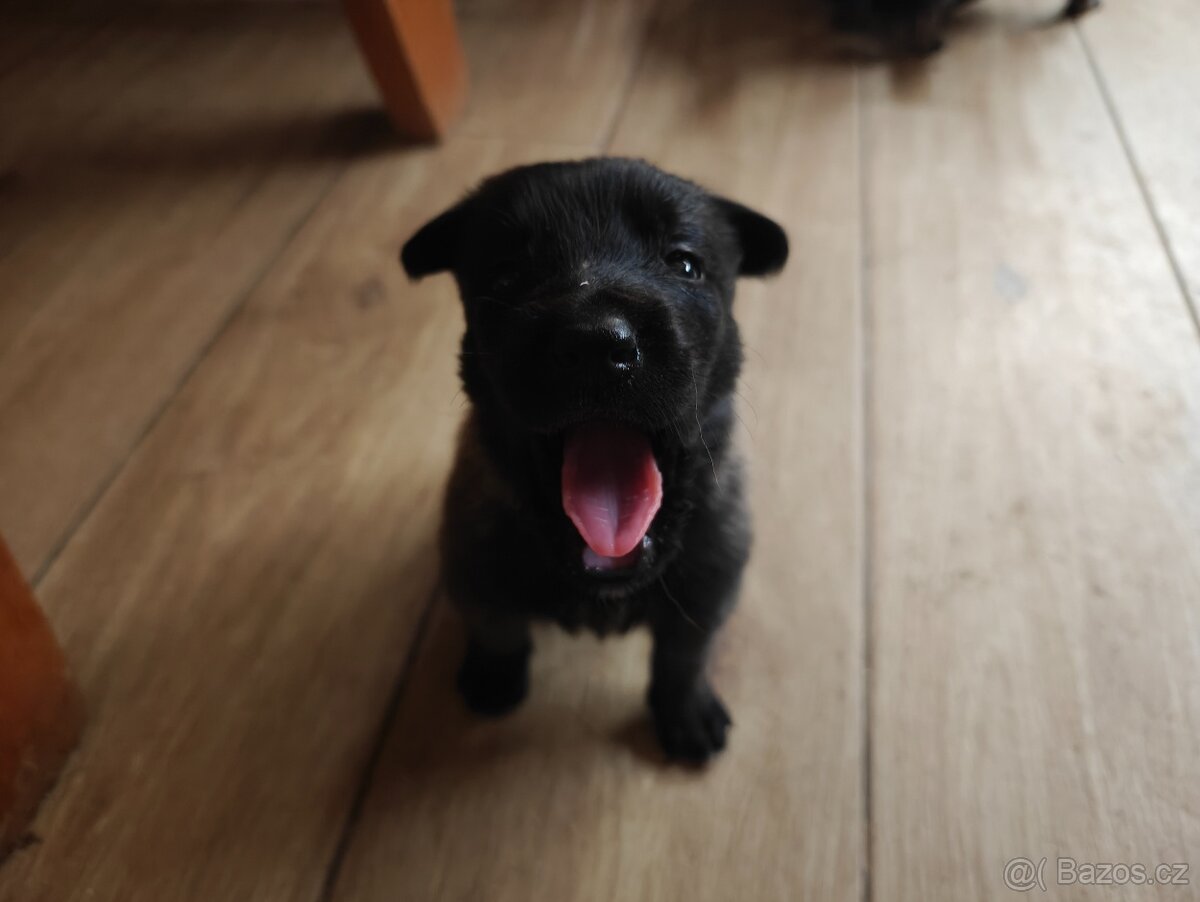 BELGICKÝ OVČÁK MALINOIS - 2