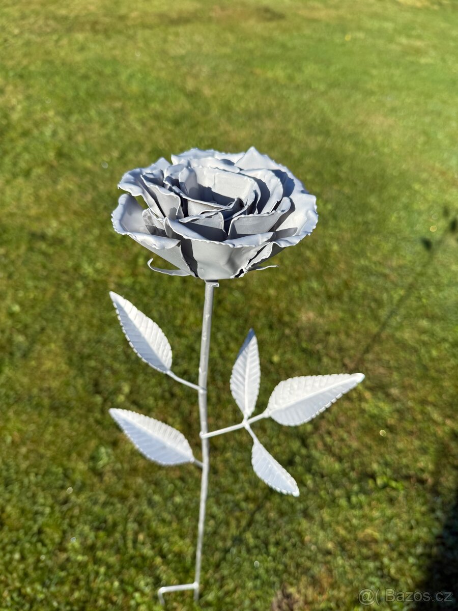 Zahradní růže - 2