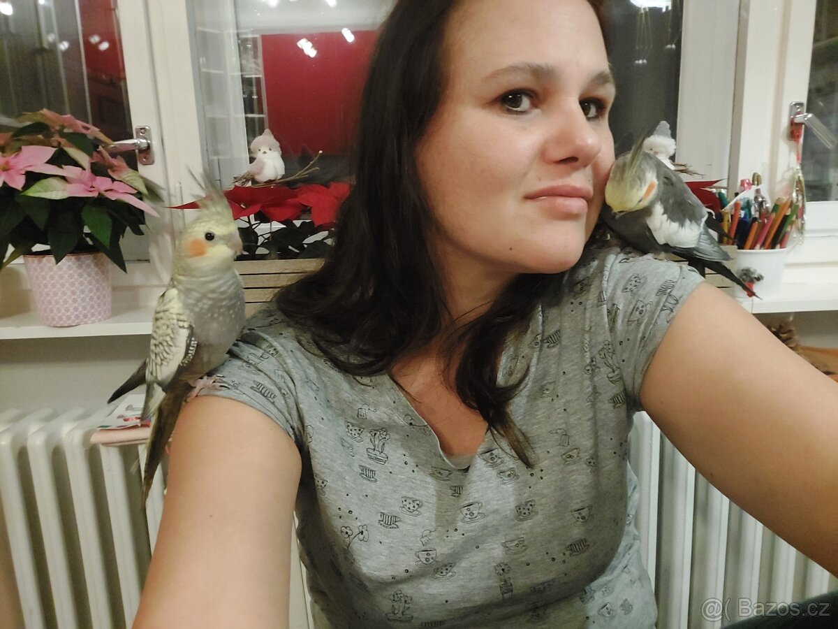 Korela chocholatá - 2