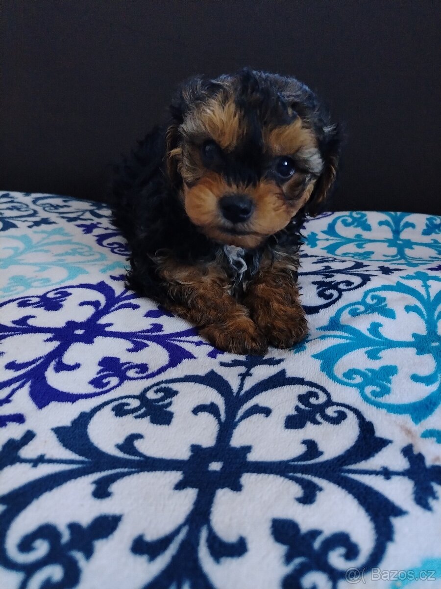 Trpasličí pudl - 2