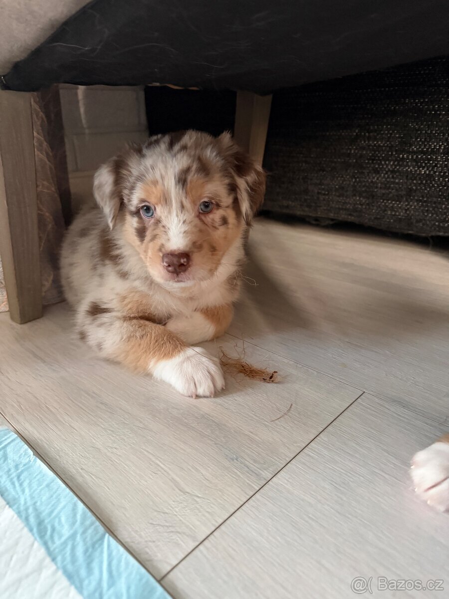 Australsky ovciak s PP - 2