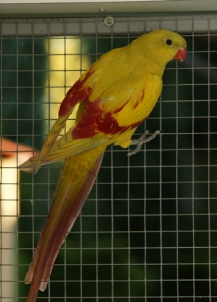 Predaj vtáctva a S76 - 2