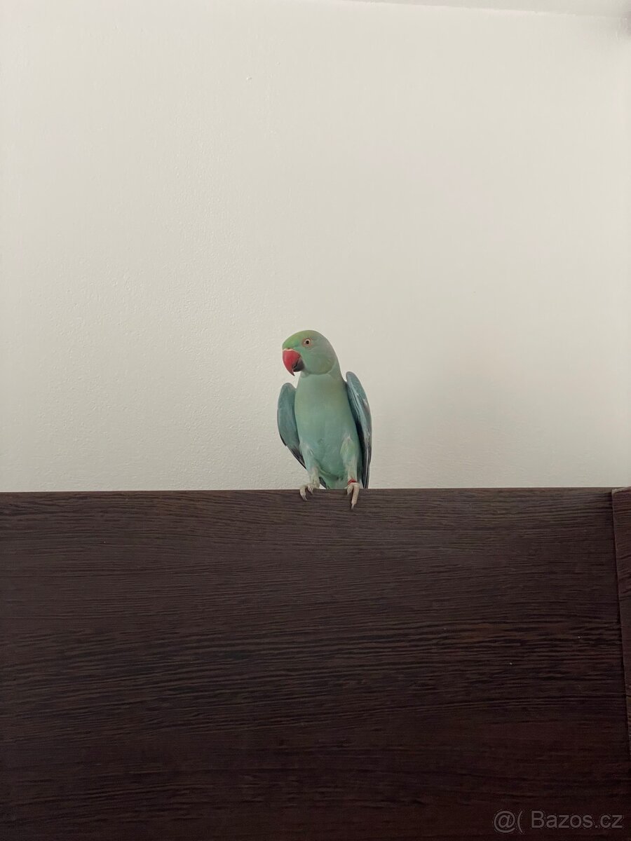 Alexandr malý s klecí - 2