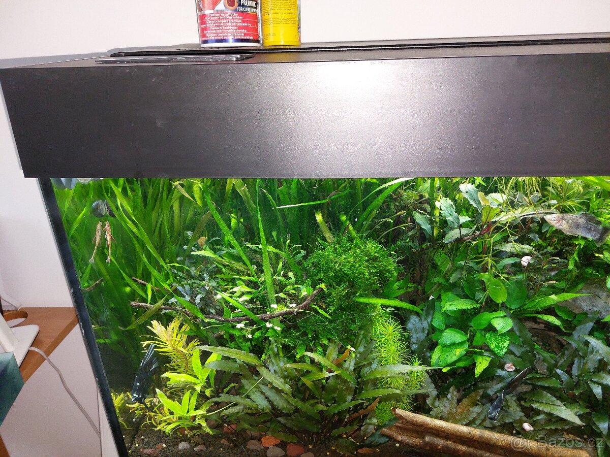 NOVE 30.12. 2025 Akvarijní rostlinky cca 80ks - 2