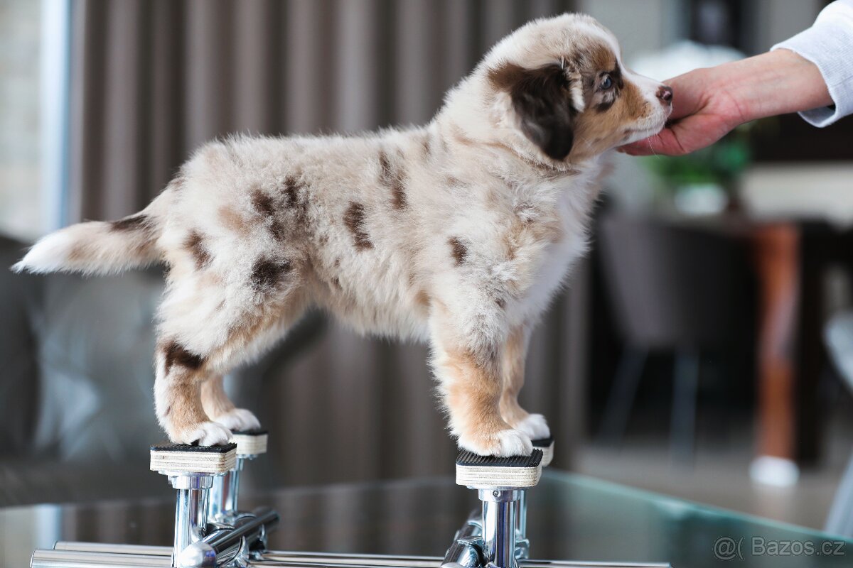 Miniaturní americký ovčák - 2