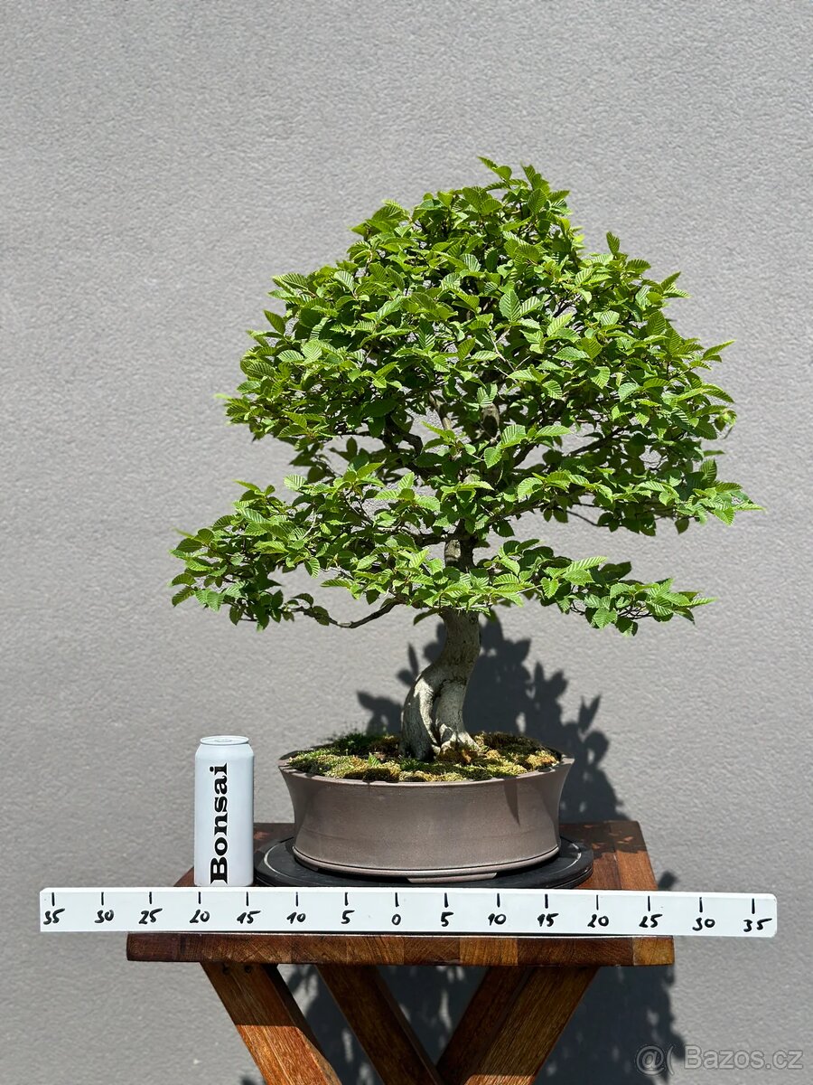 Bonsai Habr, carpinus betulus - 2