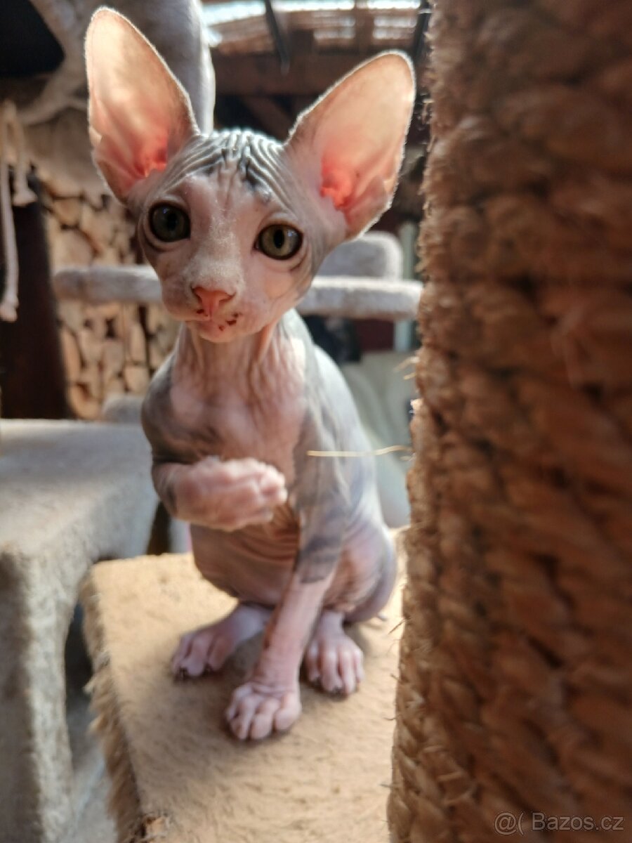 Sphynx holčička - 2