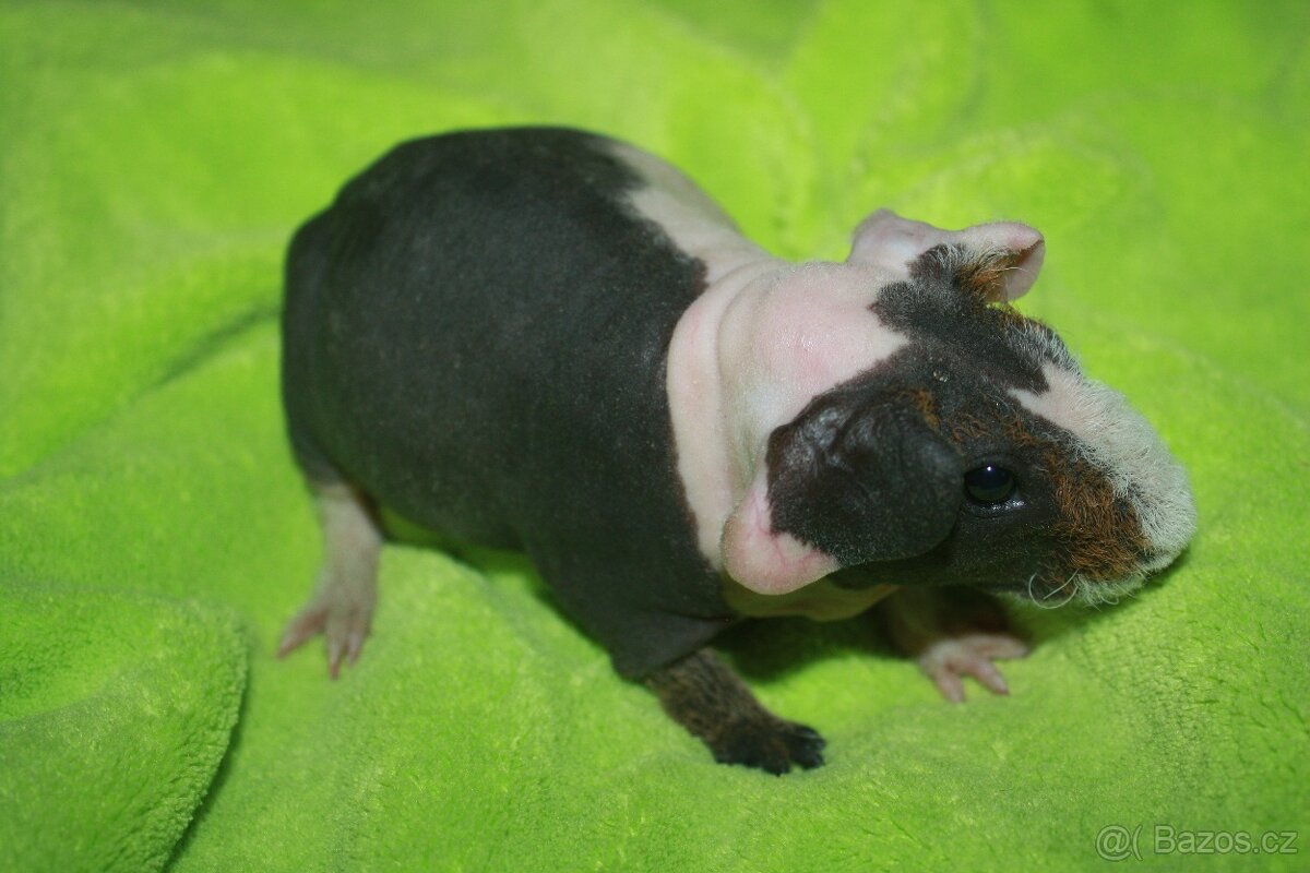 Morče skinny z chs - 2