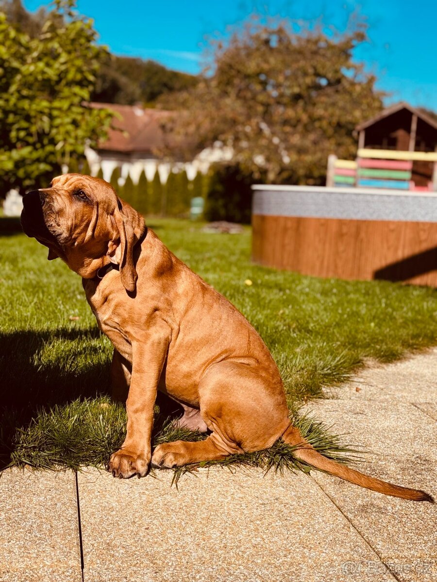 TOSA INU chlapeček AKI - 2