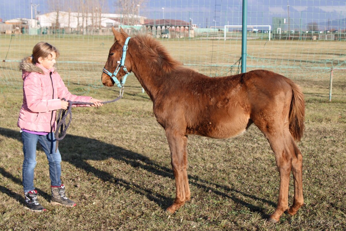 Letošní hřebeček, odstávče - 2