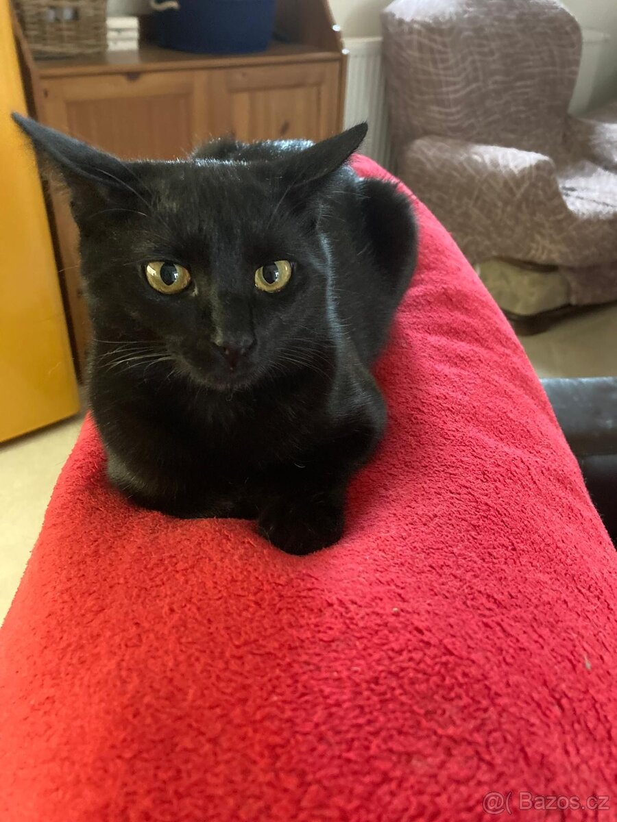 Bolt - osmiměsíční černý kocour, kastrovaný, čipovaný - 2