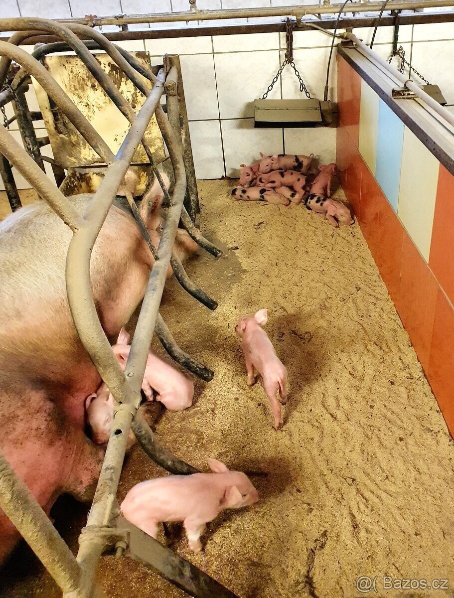 Selata, rozkrmená a vykrmená prasata - 2