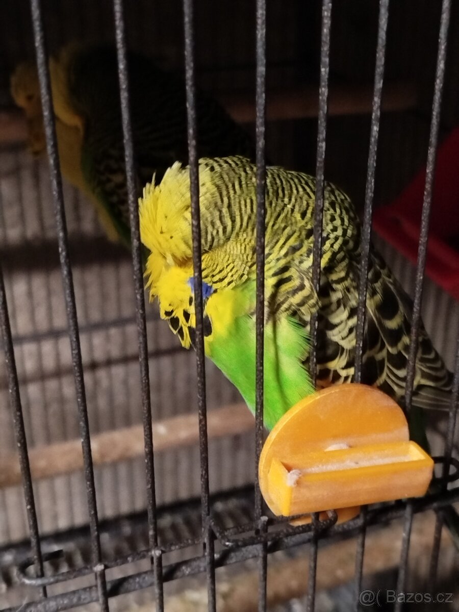 Andulky vystavni - 2