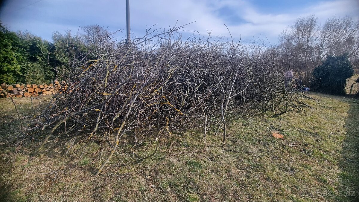 Zdarma ovocné větve - 2