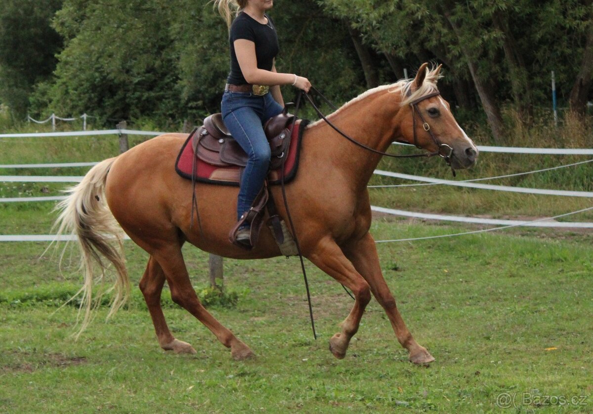 Klisna AQH - 2