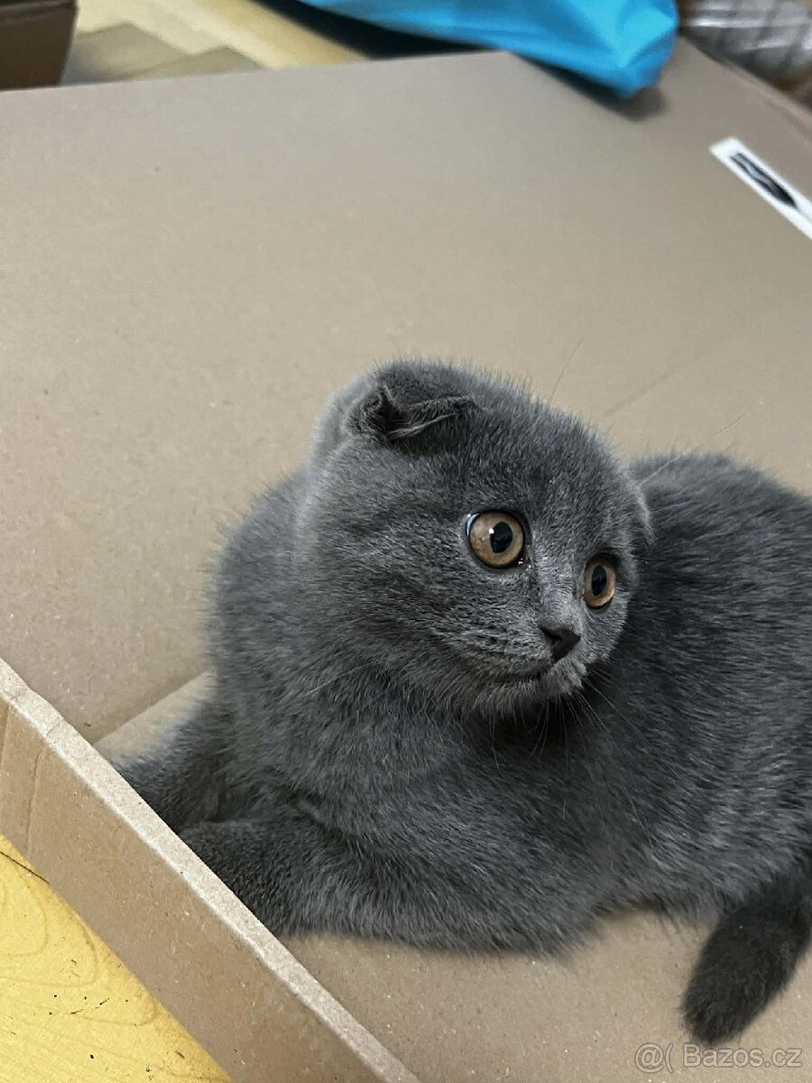 Modrý britský koťátko. - 2