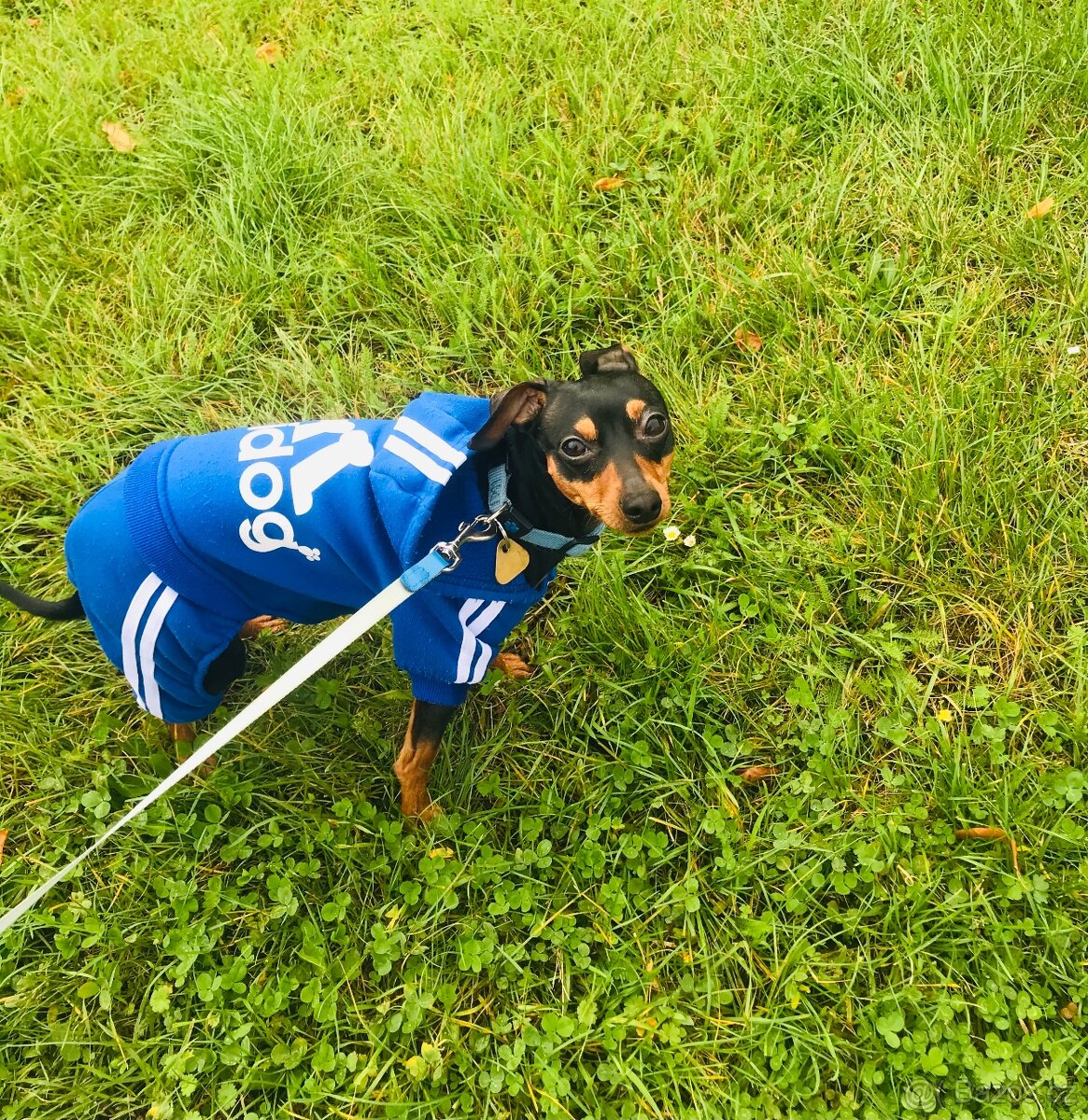 Pes ke krytí Trpaslíci Pinč - 2