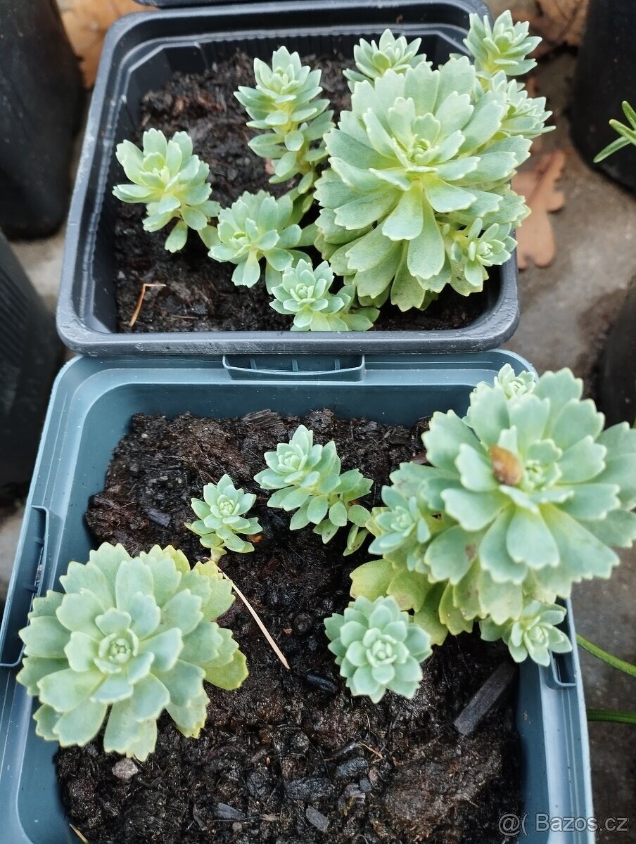 Trvalky, skalničky - 2