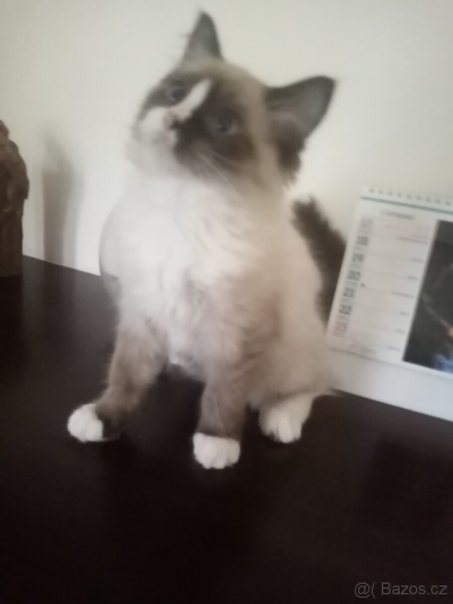 Kotě Ragdoll - 2