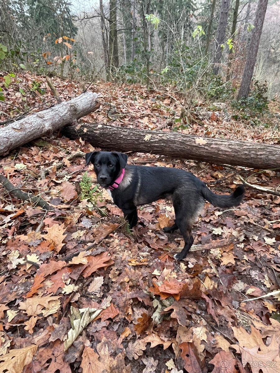 Štěně Německy ovčák x Bordel Kolie- Kiwi - 2