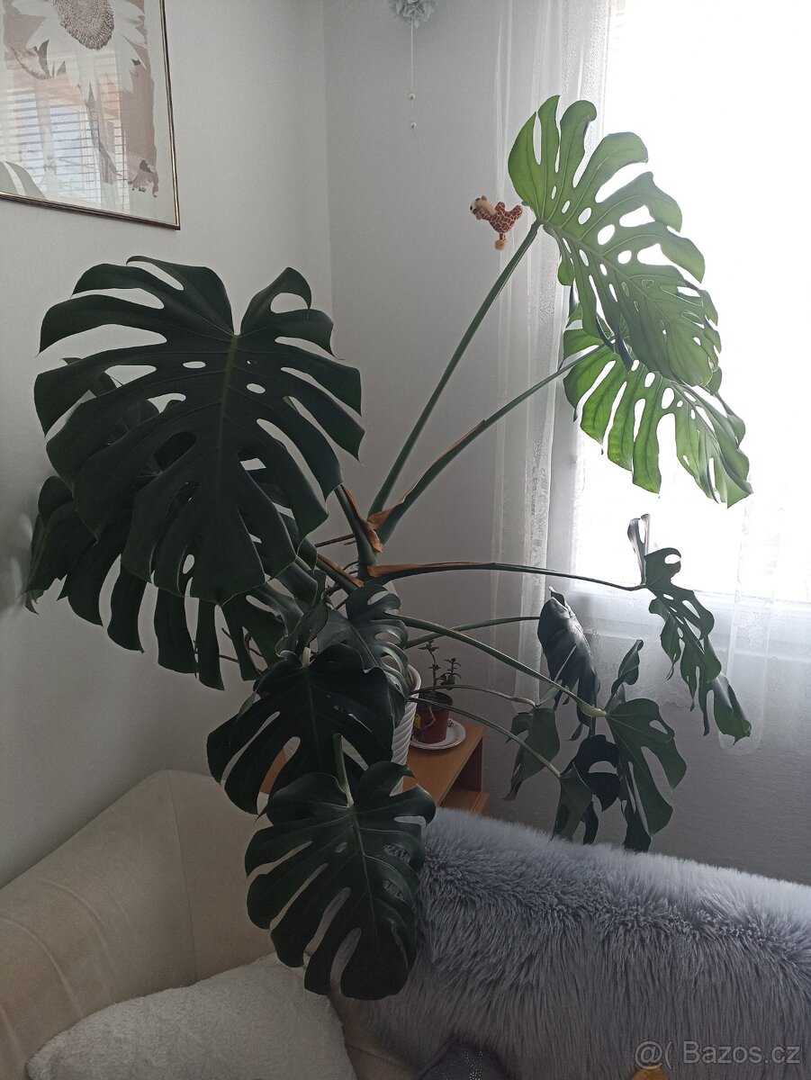 Monstera - 2