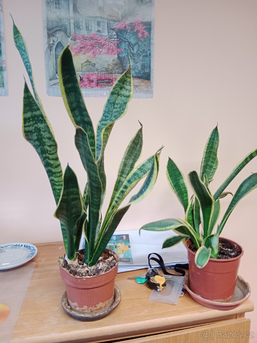 Pokojové rostliny - 2