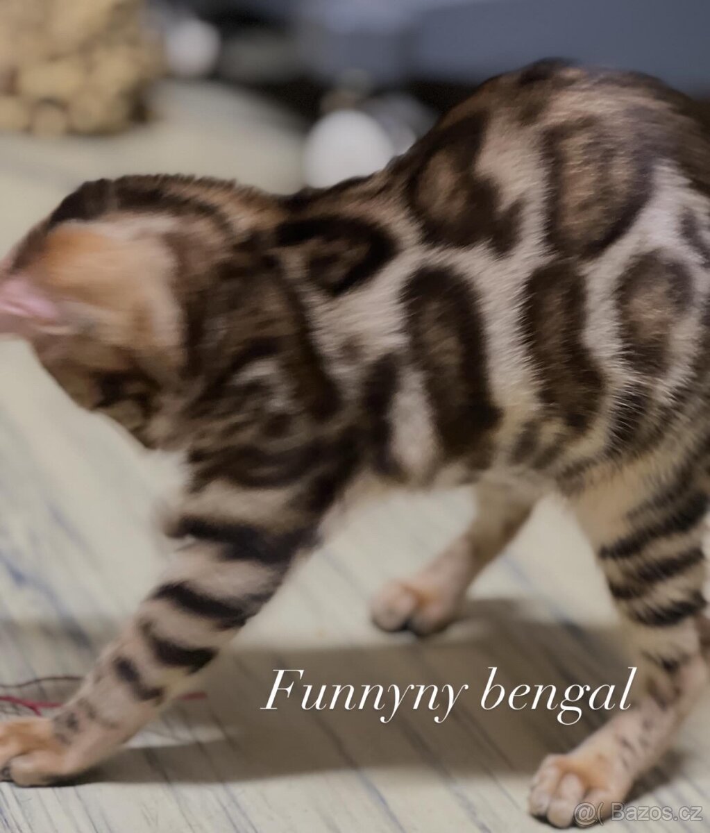 Bengálská kočička- koťátko s PP - 2