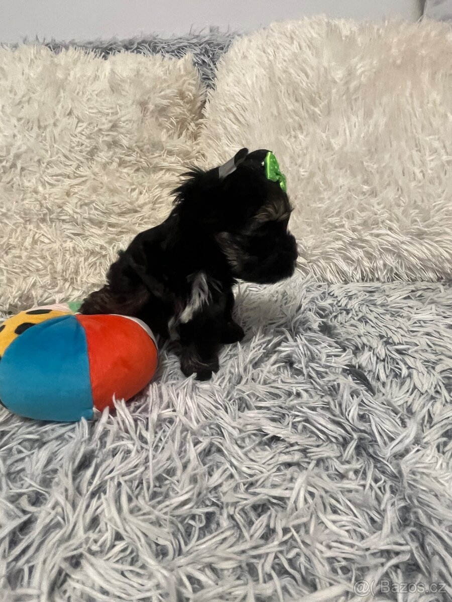 Jorkširský teriér s PP - 2