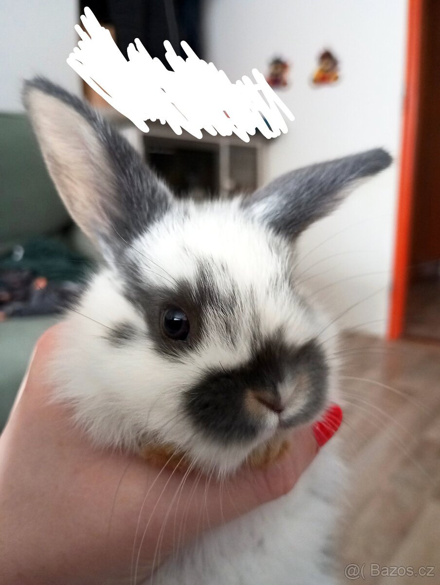 Zakrslý beránek králíček - 2