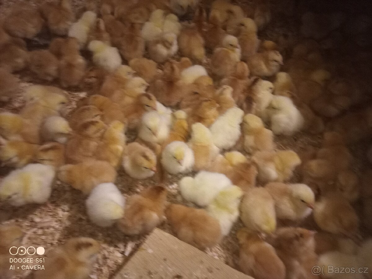 Kuřata kalimero - 2