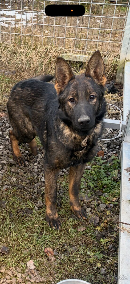 Německý ovčák s PP - 2