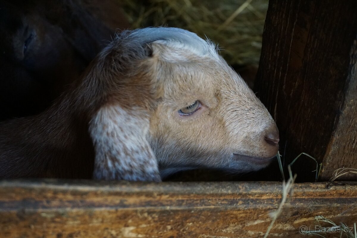 Nadějní AN kozlíci - 2