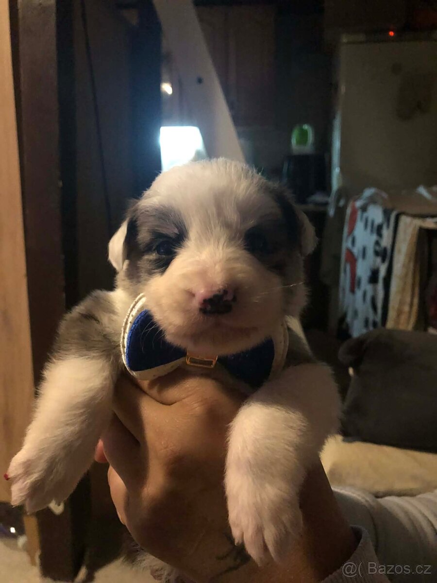 Štěňátka Border kolie - 2