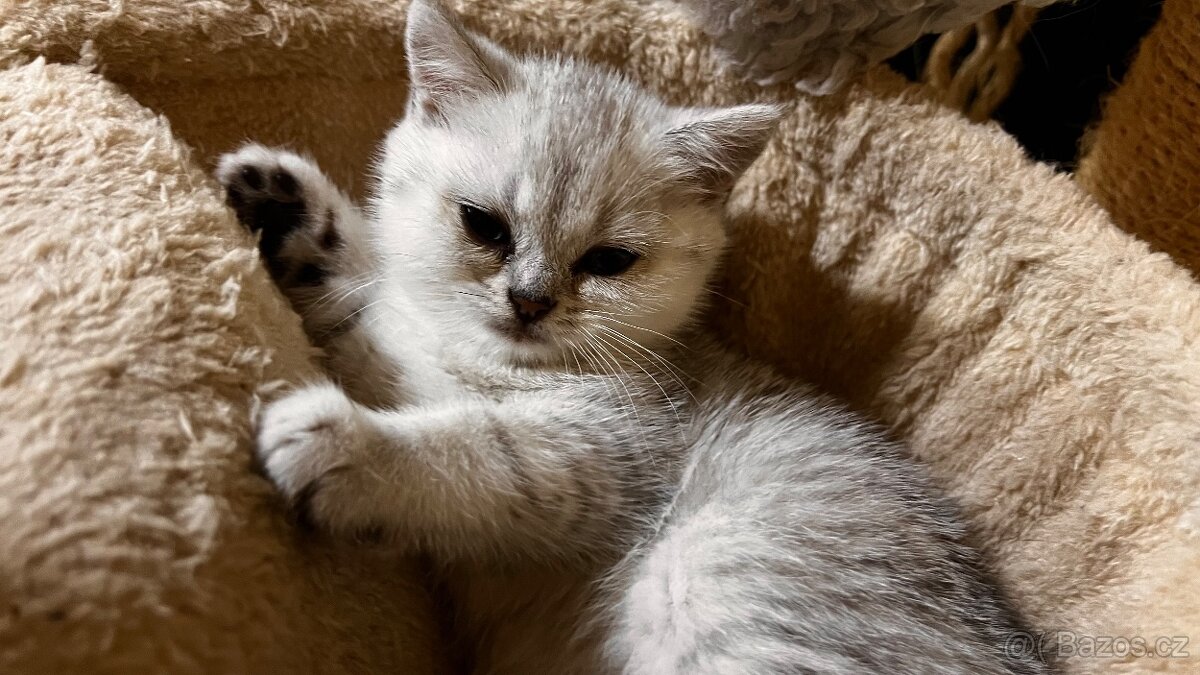 Skotská koťáta - 2