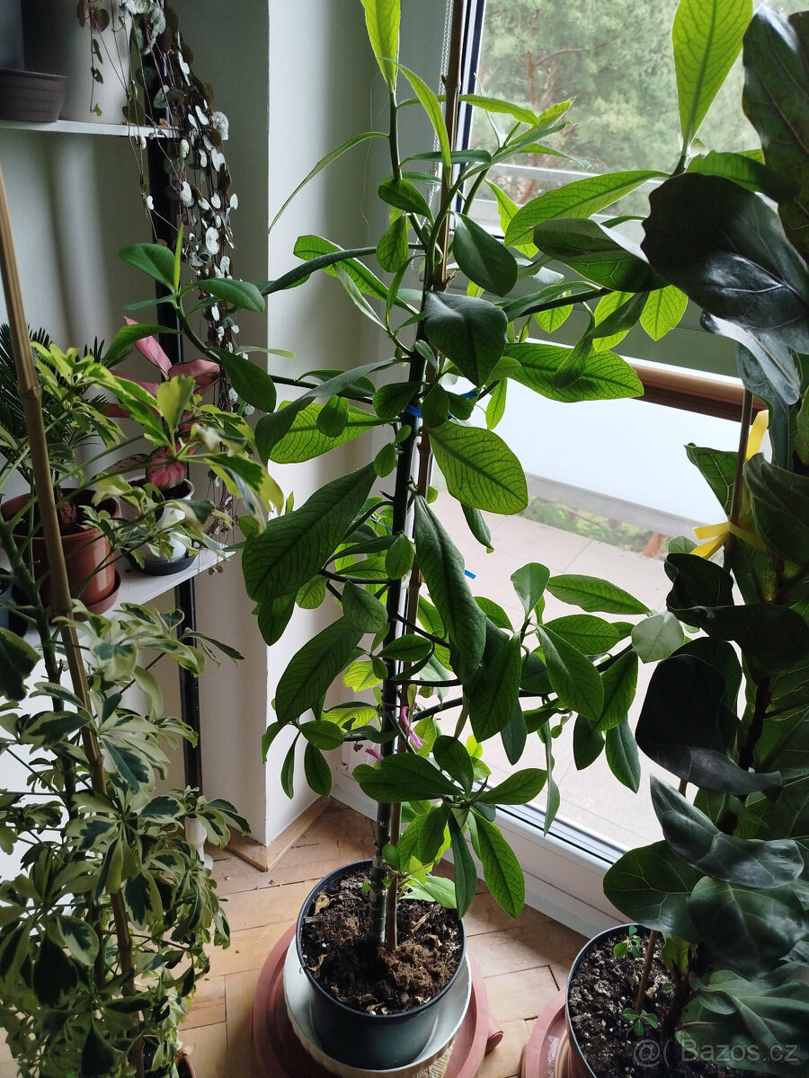 Větší gumovník - 2