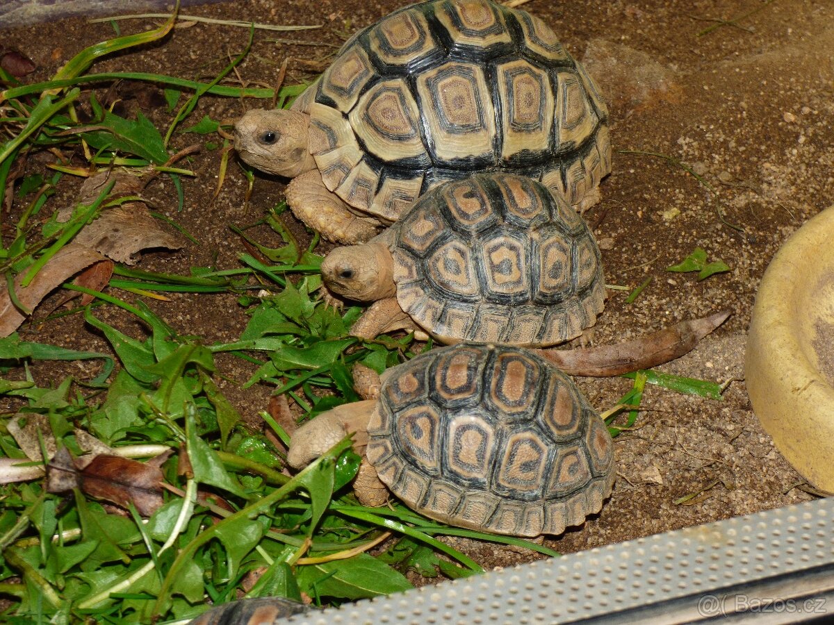 Želva pardálí - 2