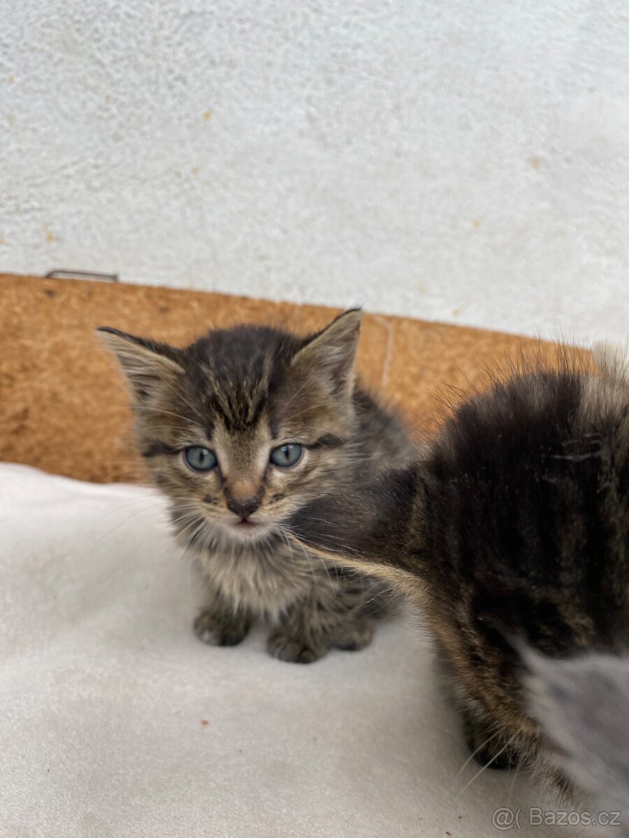 Vesnická koťátka - 2