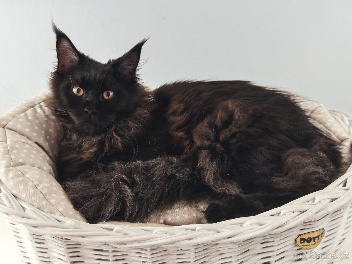 Mainská mývalí kočička s PP - 2