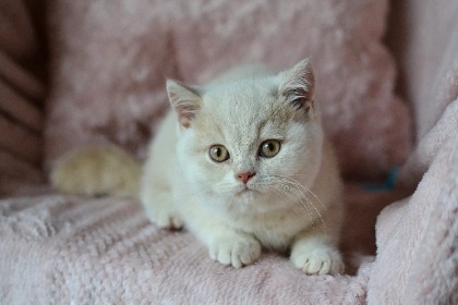 Kocourci s PP k rezervaci - 2