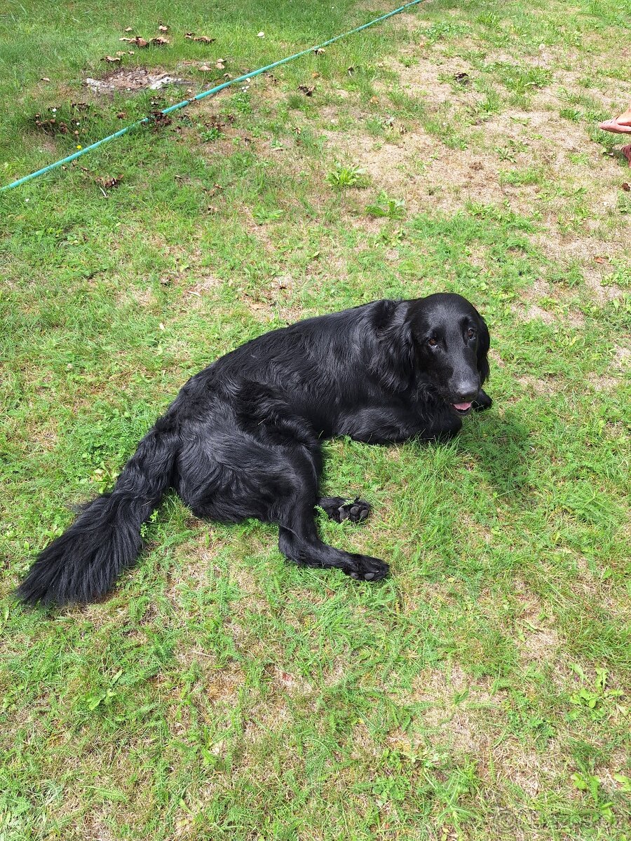 Fleat Coated Retriver s PP - 2