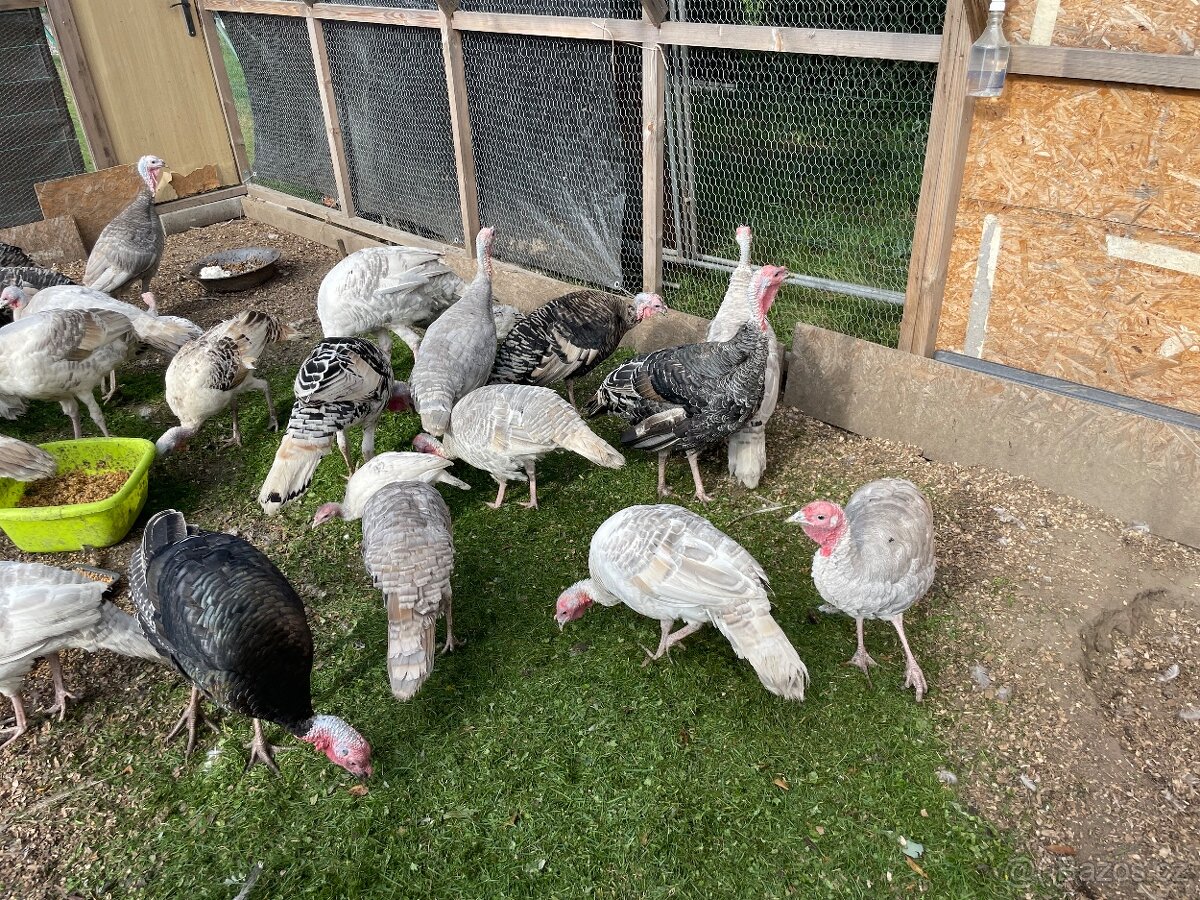 Prodám kruty a krocany - 2