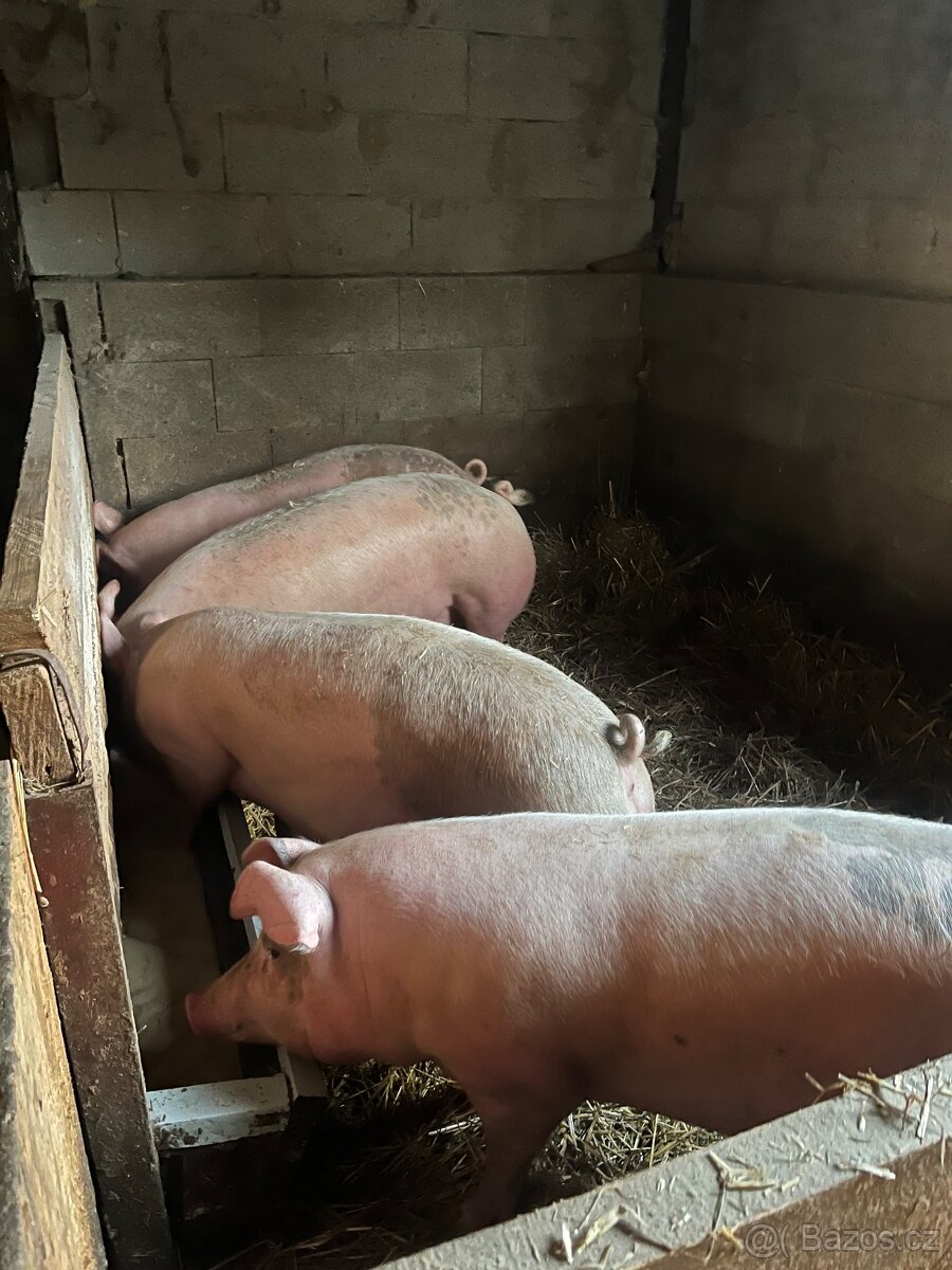 Prodám prasata - 2