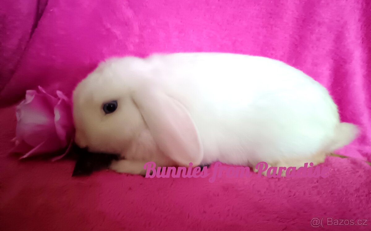 MODROOKÝ SNĚHOVĚ BÍLÝ SATÉNOVÝ KLUČÍK ❤️❤️❤️ - 2