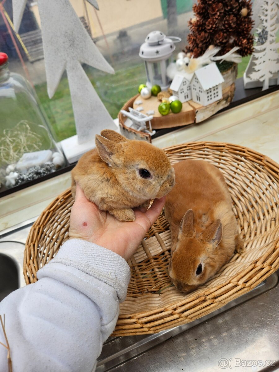 Zakrslý králík - 2