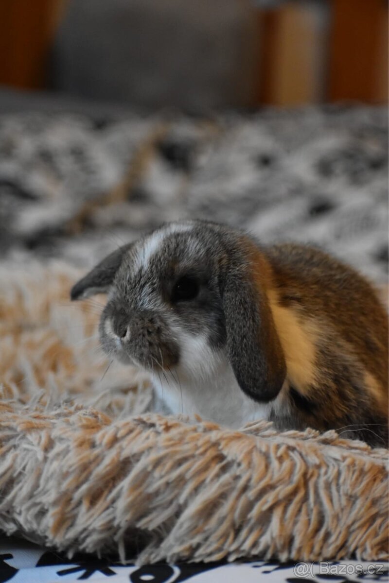 Zakrslý králík beran - 2
