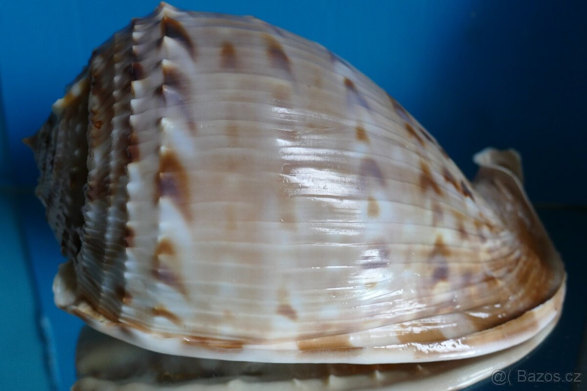 Cassis tesselata s operculem - 2